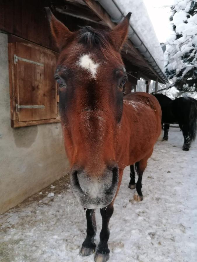 לינה וארוחת בוקר שאטו-דו Au Pre Des Chevaux מראה חיצוני תמונה